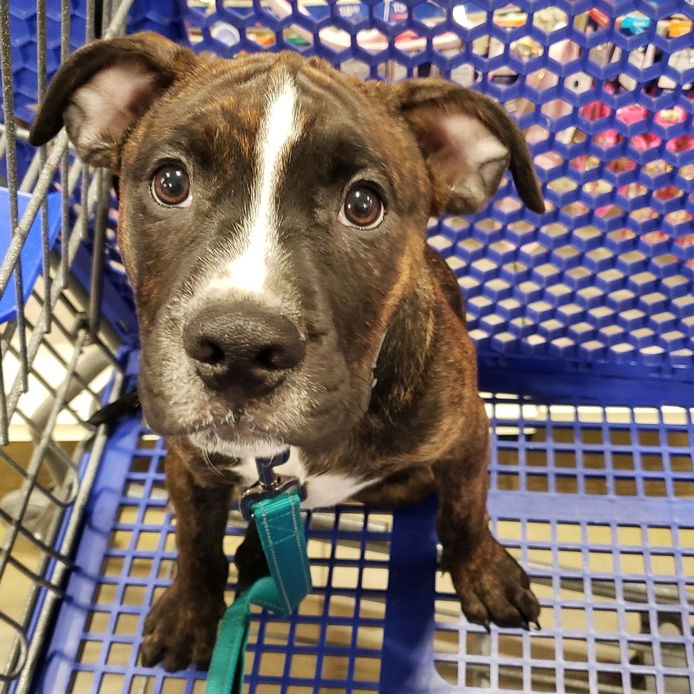 Meet your Posher, Vanessa